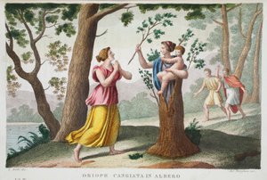 Dryope em uma árvore ou Driope cangiata em albero, Livro IX, ilustração de Metamorfoses de Ovídio, Florença, 1832 (gravura colorida à mão)